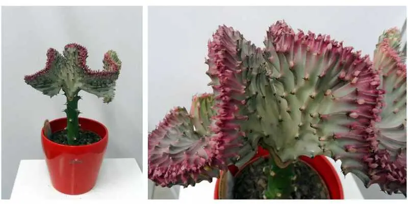 Эуфорбия Кристата Д12