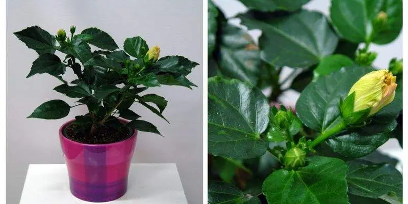 Гибискус Солнечный Д12