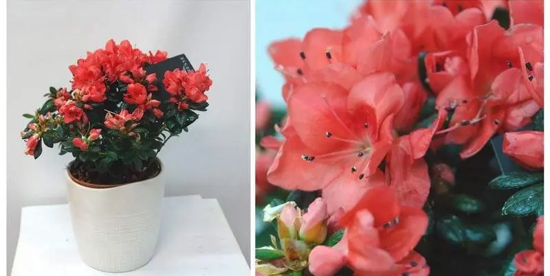 Азалия Индика Д12