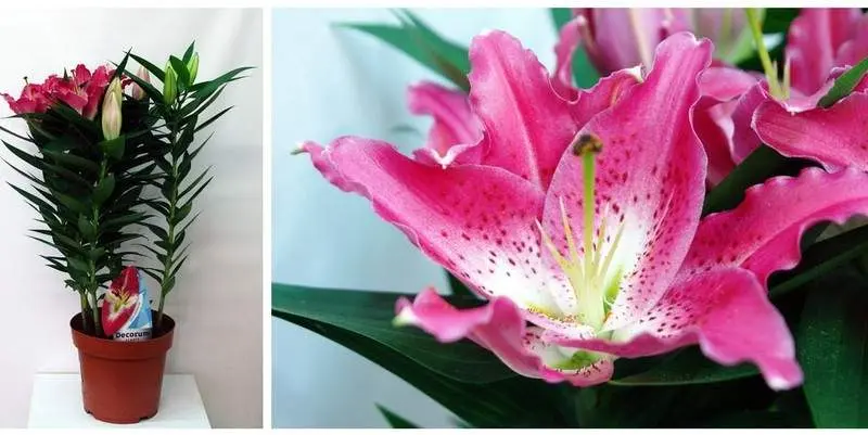 Лилия Ориенталис Спешл Д19 Н65