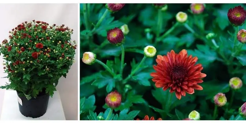 Хризантема Шар Д19 Н55