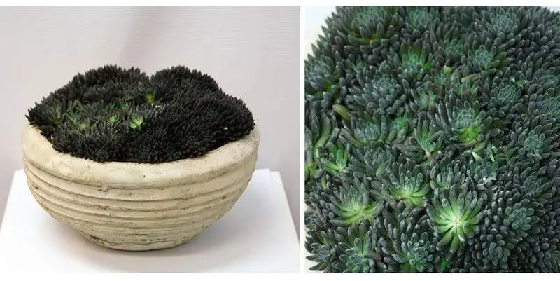 Синокрассула (кашпо керамика) Д25