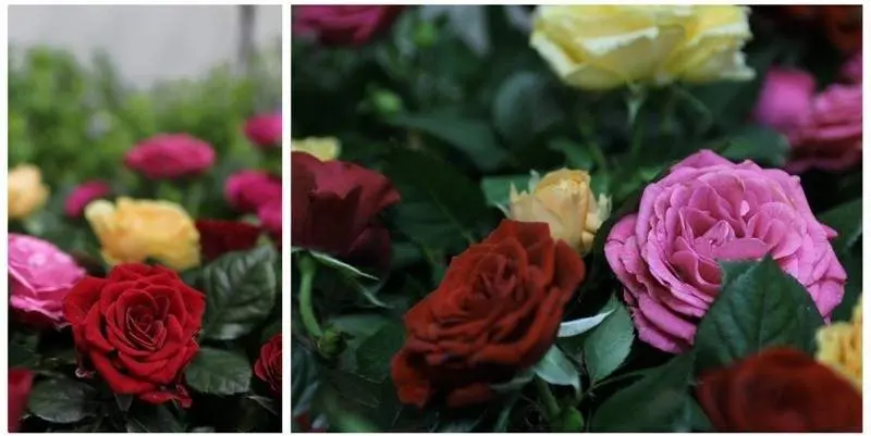 Роза Патио микс Д12