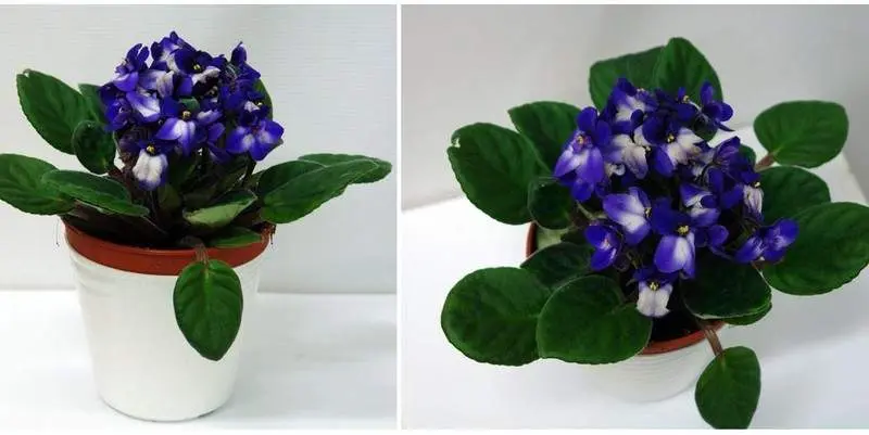 Фиалка Биколор Микс Д12 Н20